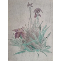 iris