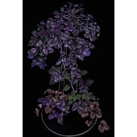 the_universe_in_a_night_garden_403_x_600