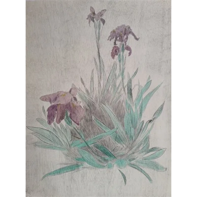 iris