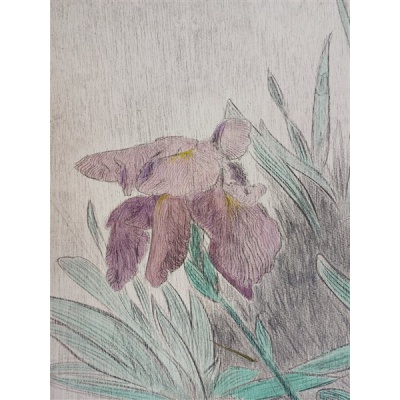 iris_detail_2