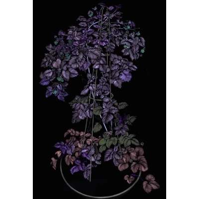 the_universe_in_a_night_garden_403_x_600